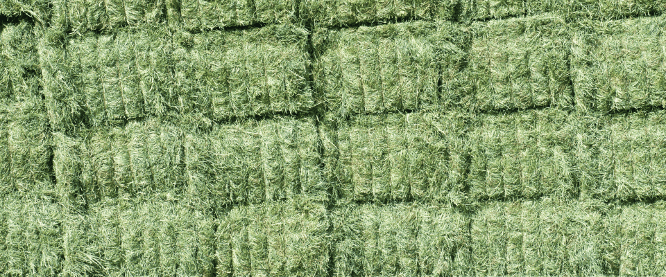 Animal Feed Services